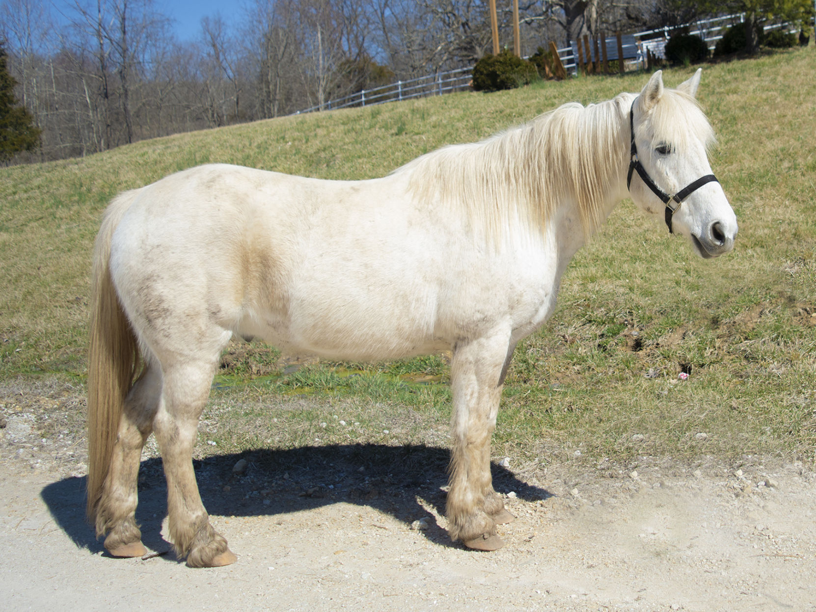 Last week's pet, still available: Ozzie